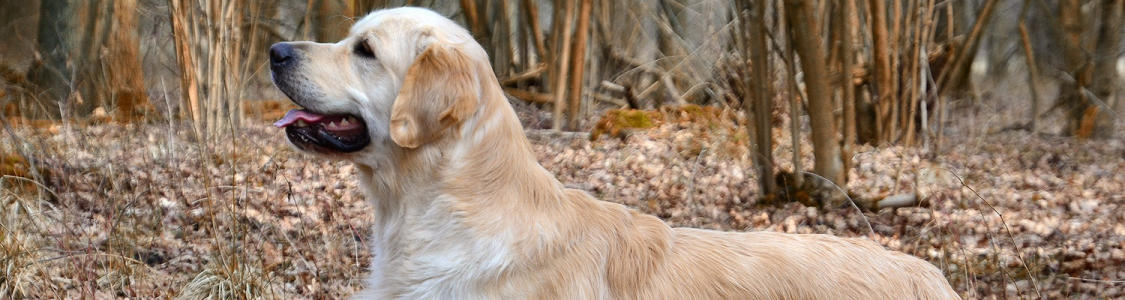 A relaxed golden retriever in the forest